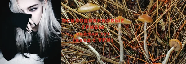 PSILOCYBIN Покровск